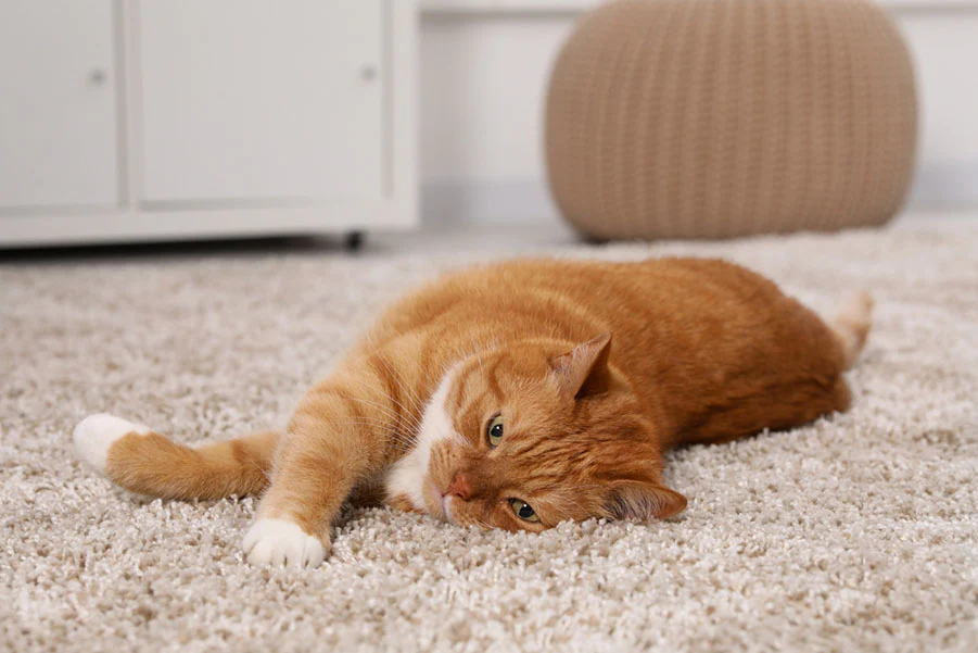ginger cat lying on carpet